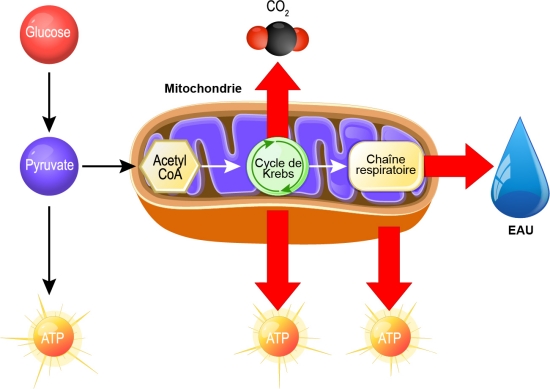 filière énergétique et mitochondrie