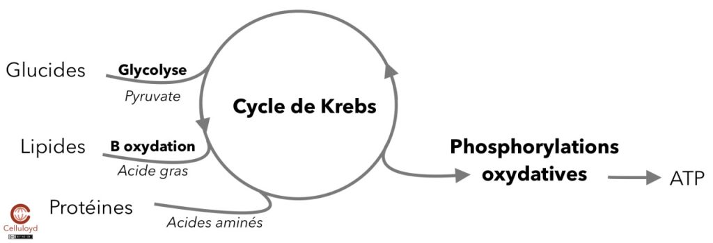 filière énergétique et cycle de krebs